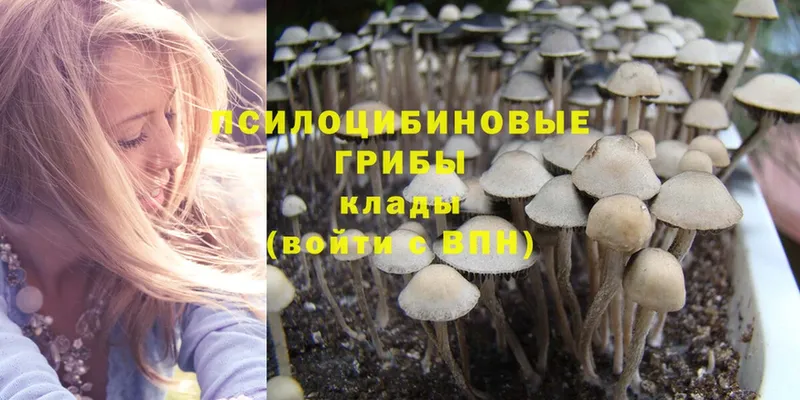 Псилоцибиновые грибы Psilocybe Донецк